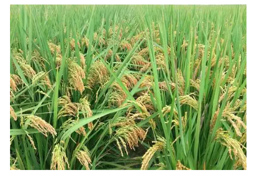 中国水稻研究缘何引领世界？