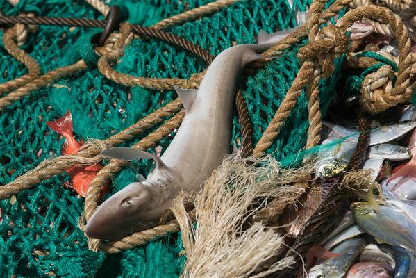 加拉帕戈斯鲨鱼：死于中拉渔业监管漏洞