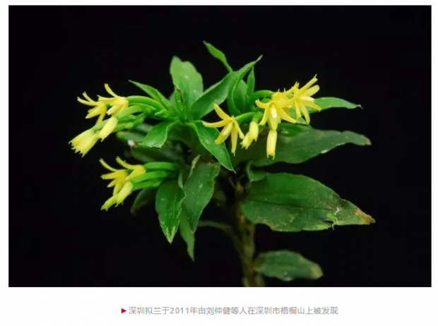 中国学者破解兰花进化的百年谜团