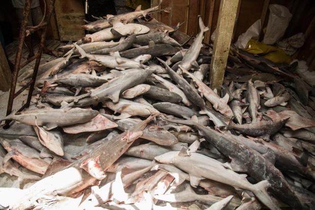 东帝汶警方扣留中国宏龙公司捕鲨船只