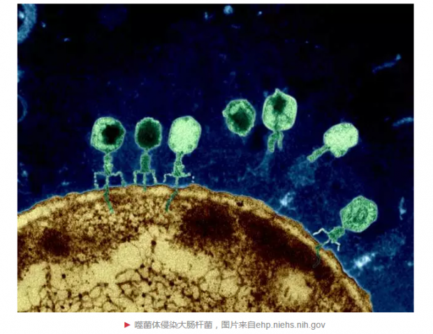 噬菌体：干掉细菌，你就是大救驾