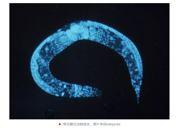 中国学者发现神经肽改变动物衰老速度