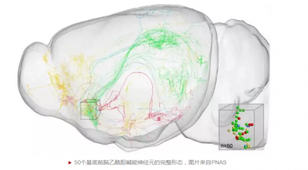 中国学者构建高精度乙酰胆碱能神经元全脑图谱