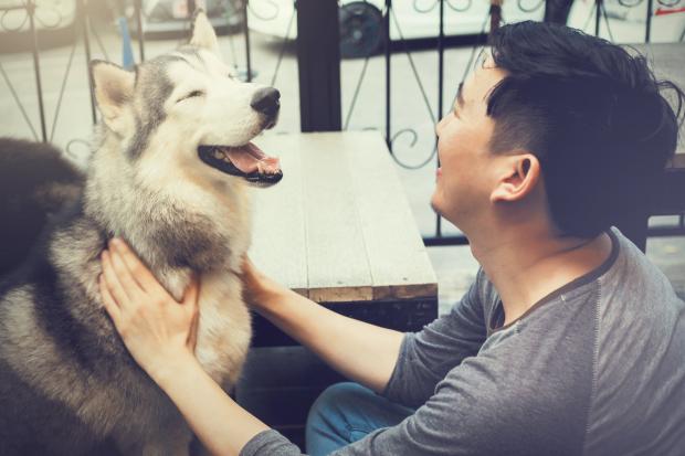 狗年中国：寻找人与狗和谐共处之道