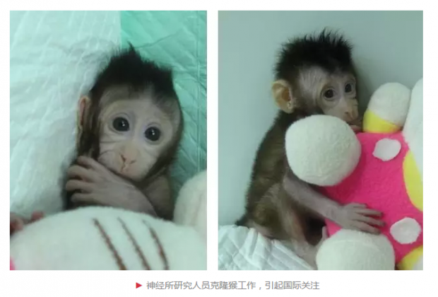 中国克隆猴研究极具价值，走出实验室须过四道坎
