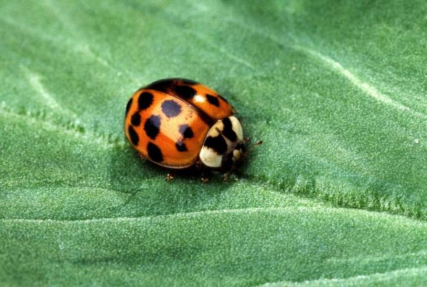 瓢虫作为大自然的“杀虫剂”可助棉民增加收益
