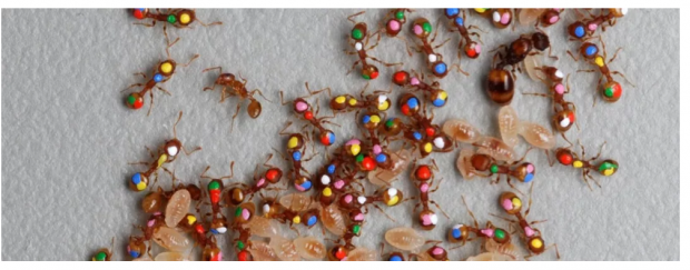  蚁丘的智慧：理性与个性兼具的蚁群会不会学习？
