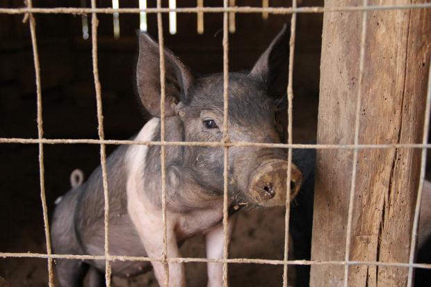 非洲猪瘟疫情后，重新审视肉食生产