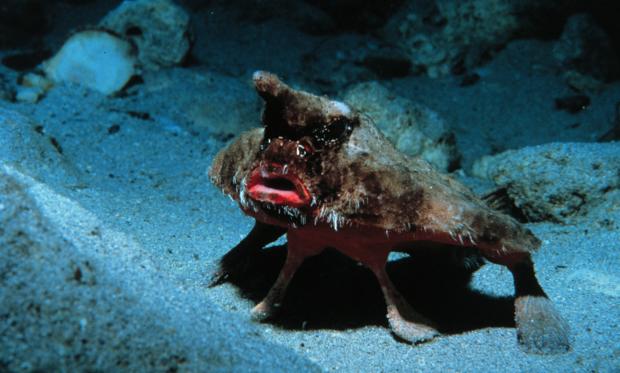 受海底采矿威胁的深海生物