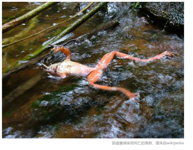 寂静的春天|全球蛙类大灭绝，是天灾还是人祸？