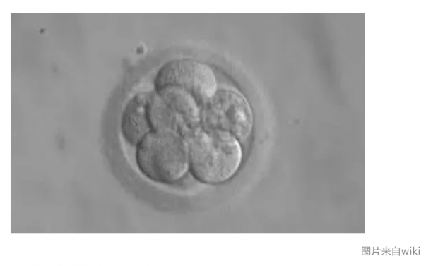 日本放宽人类胚胎研究细则，伦理学家表示担忧