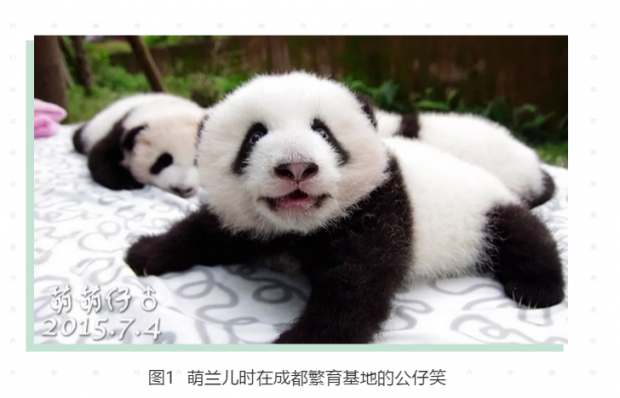 五一去看大熊猫？胖达天团带你走进大熊猫的“人口”世界