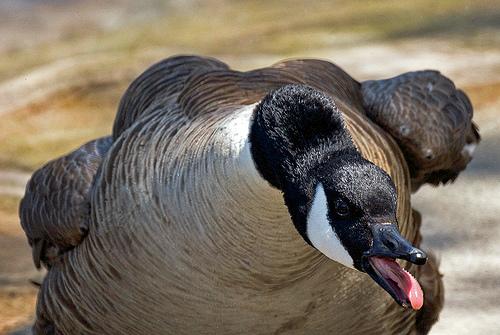 加拿大鹅要泛滥成灾了，能开启吃货技能了吗？