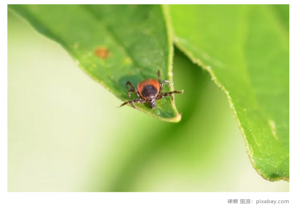 中国科学家发现一种新型的蜱（pí）传病毒