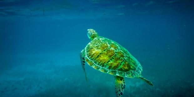 巴西石油计划威胁南大西洋生物多样性