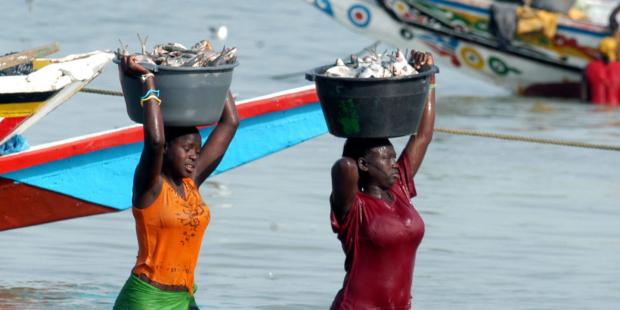 鱼粉导致西非渔业萎缩
