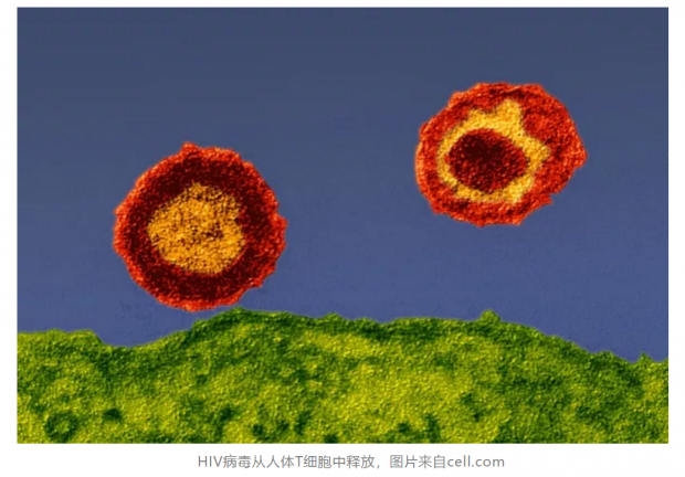 中国学者在NEJM上发文 基因编辑人体干细胞抗击艾滋病病毒