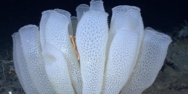 深海海绵动物或可解决抗生素耐药难题