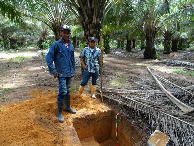 哥伦比亚模式是解决棕榈油可持续问题的灵药吗？