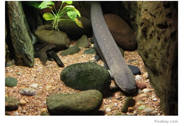欧洲鳗鱼现身香港市场，拉响濒危物种警报