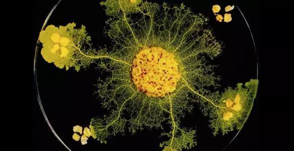 小小黏菌，大大智慧：预测星系间暗物质网络的黏菌算法