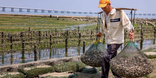 全球疫情重击下，中国可持续水产养殖思变