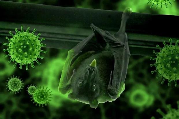 蝙蝠会告诉我们哪个新冠病毒更古老吗？