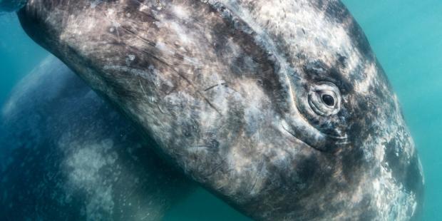 无价的“便便”：我们为什么要保护鲸鱼