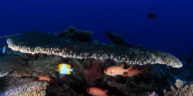 后2020海洋生物多样性保护：知易行难的“30%”