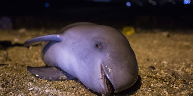 为什么香港江豚死亡数量在不断上升？