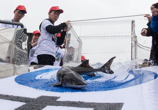 长江开启“十年禁捕”，洄游鱼类仍在寻找“出路”