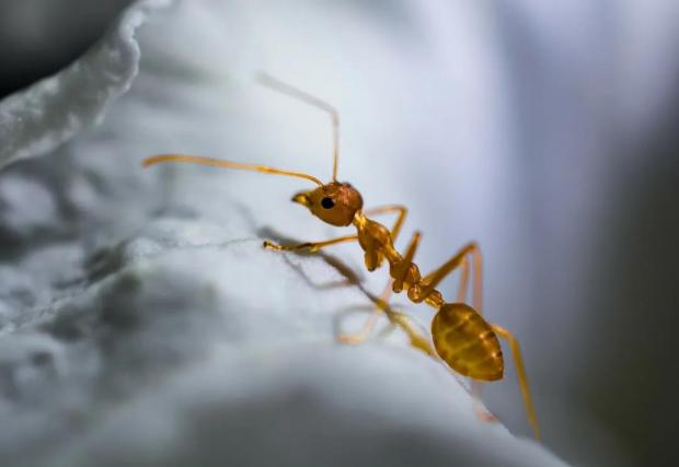 红火蚁全球蔓延，宠物贸易可能是重要渠道？