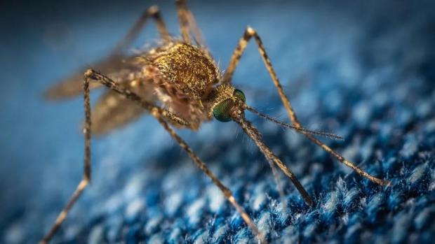 夏日恐怖故事：蚊子叮一口，外来DNA就能转移到人体内？