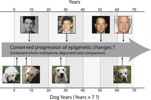 原来1岁的小狗已经31岁了，所以狗狗的真实年龄该怎么算？