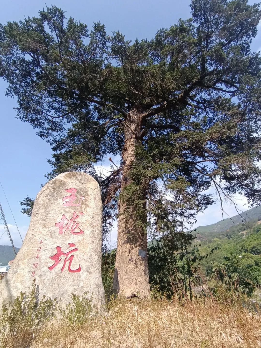 仙游的古油杉-黎云昆的财新博客-财新网