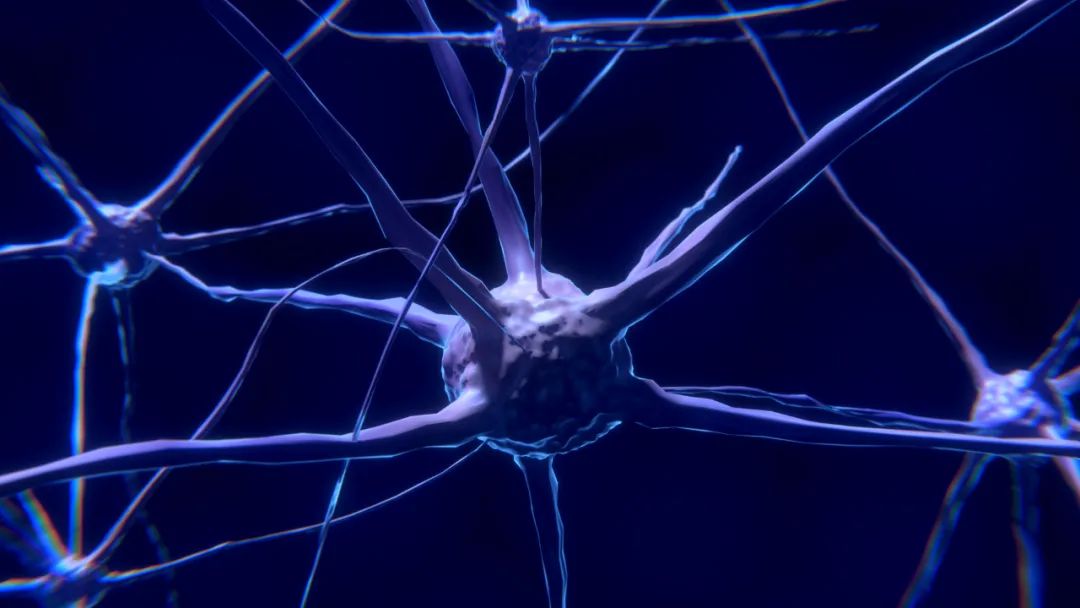 复旦神经科学家：成年人脑内不再有新生神经元｜争鸣