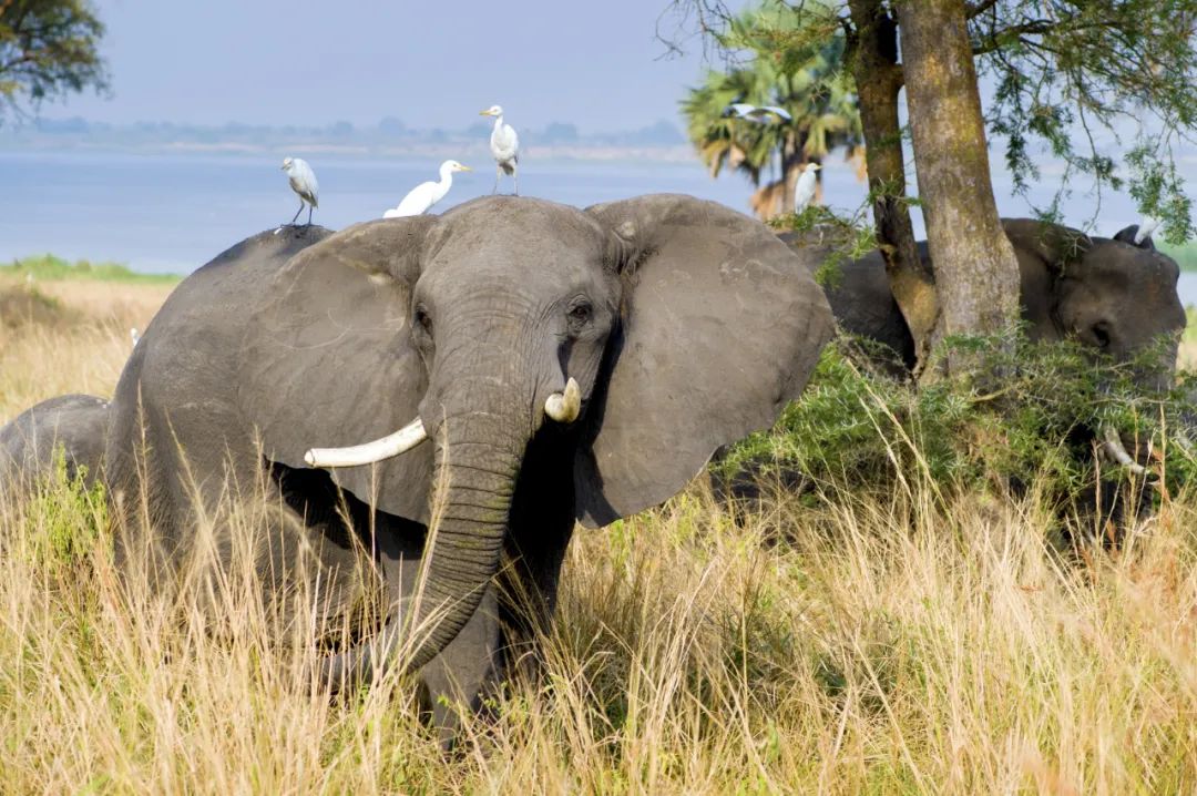 非洲象保护另一面：为什么非洲南部国家支持可持续利用？
