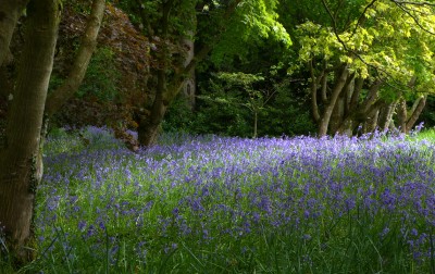 春天来了，树下铺满了铃兰花(blue bell)，摄于 Bodnant Garden。