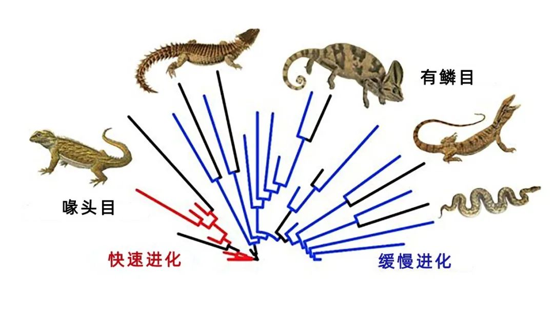 蛇的祖先进化图图片