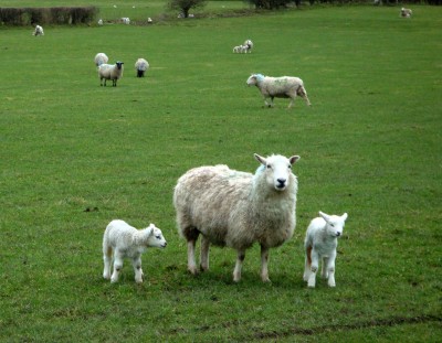 Nercwys 村子附近总是能看到许多羊