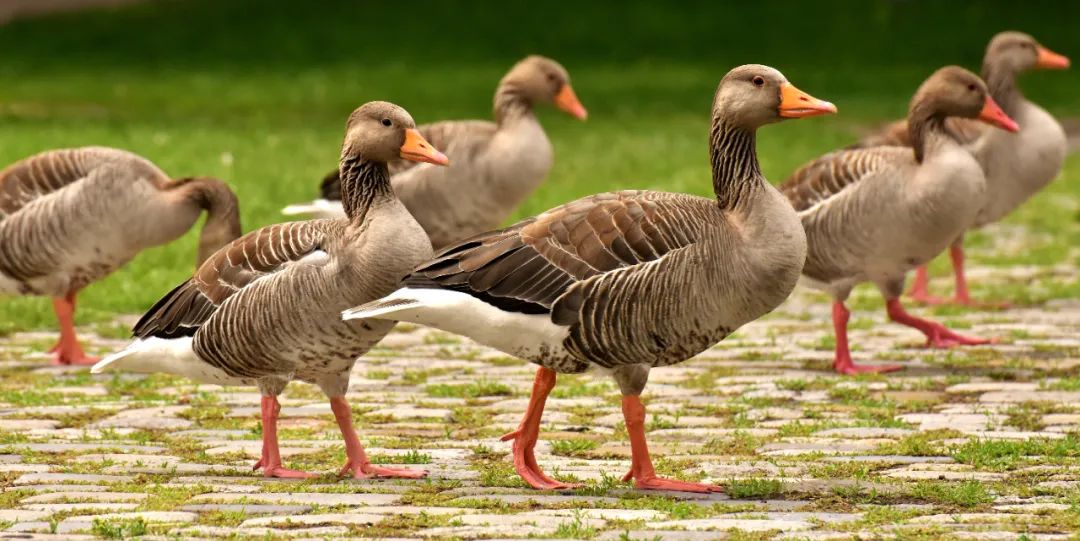 欧洲前所未有的禽流感疫情影响几何？