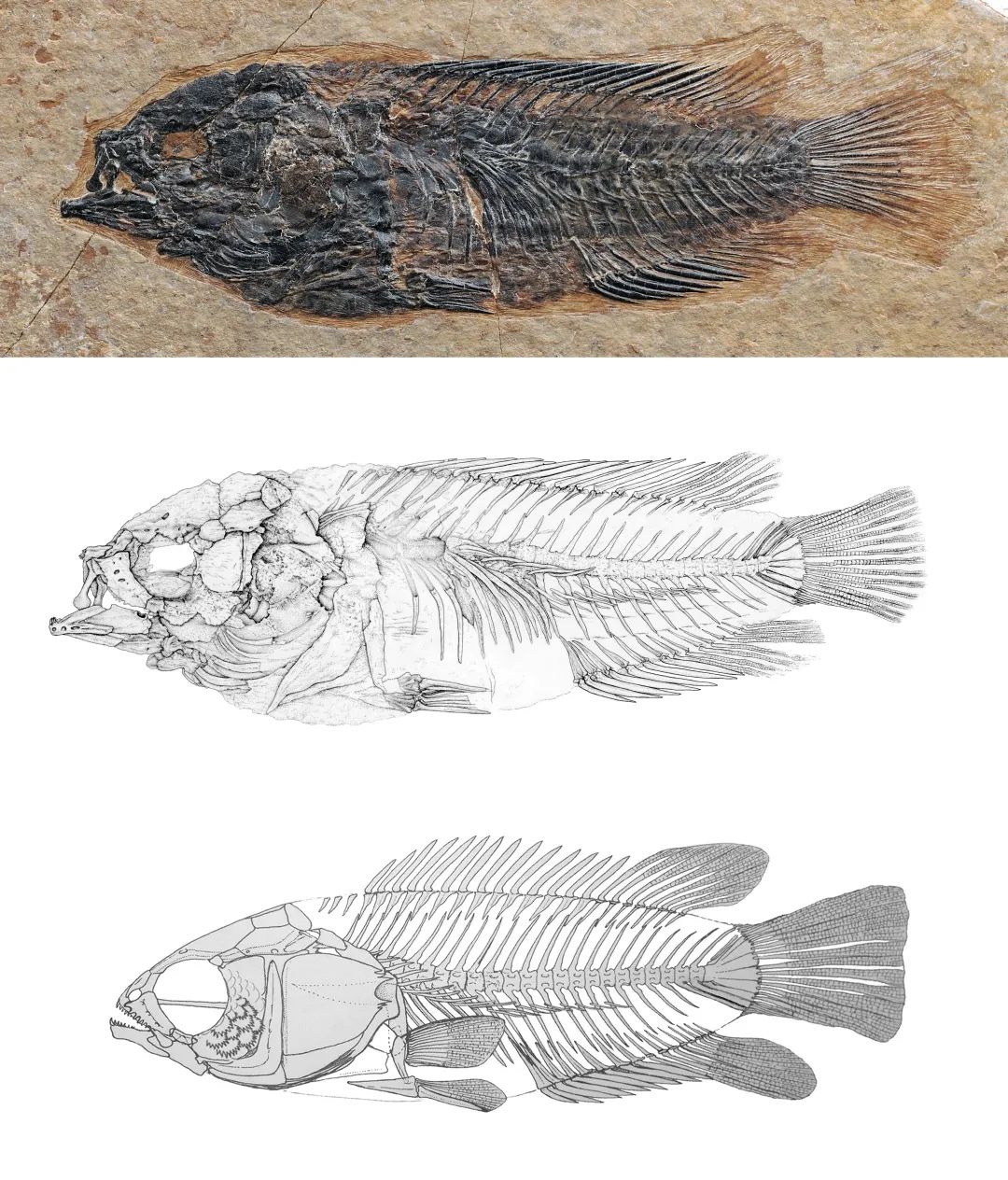 G:\山海折叠最终图片1018\全书插图 1-8章\第四章\20 西藏始攀鲈 插图 （大）.jpg