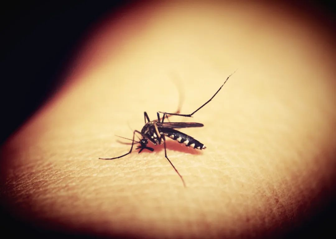 茫茫人海中，蚊子如何定位病毒感染者？