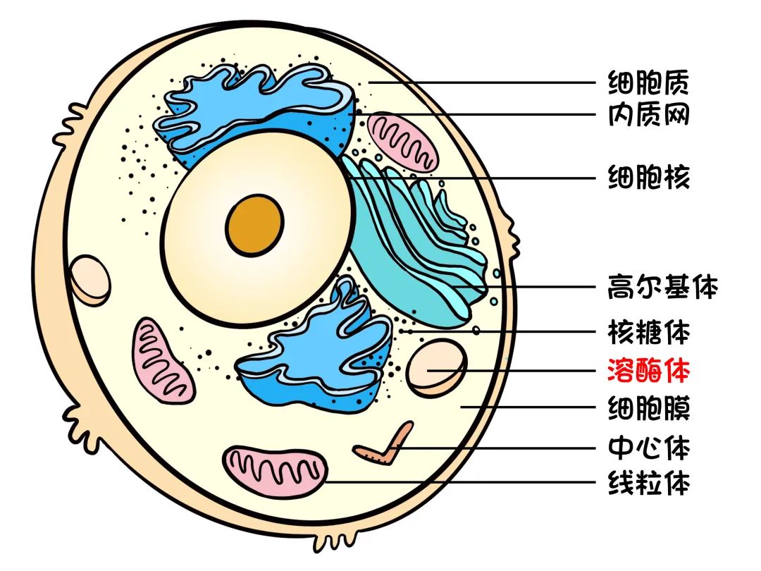 溶酶体的画法图片