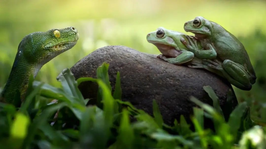 马达加斯加的“转基因工厂”：青蛙为什么有了蛇的基因？