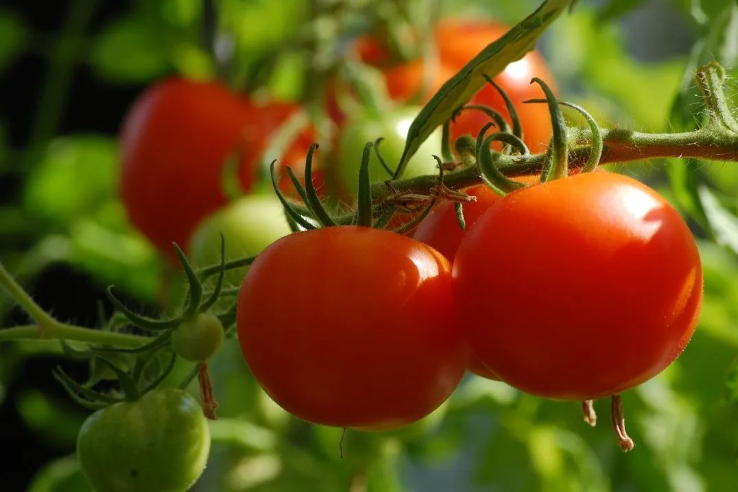 西红柿越来越难吃，是我的错觉吗？