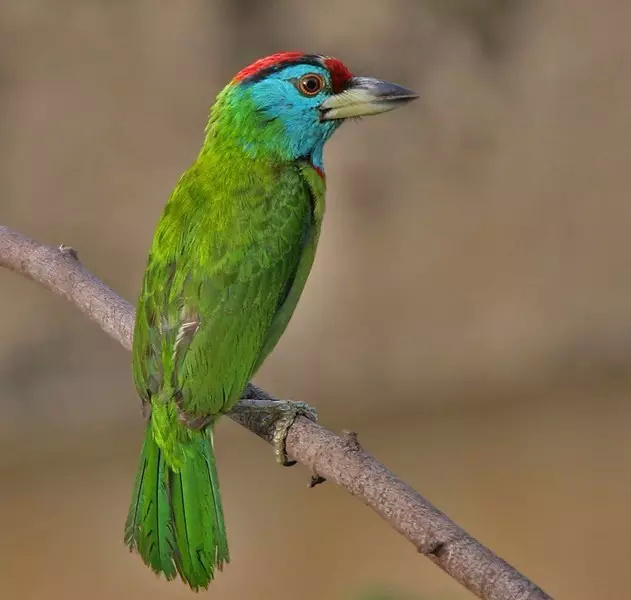 蓝喉拟啄木鸟是当地常见的食果鸟。图片来源：维基百科