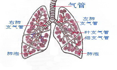 肺泡结构简图图片