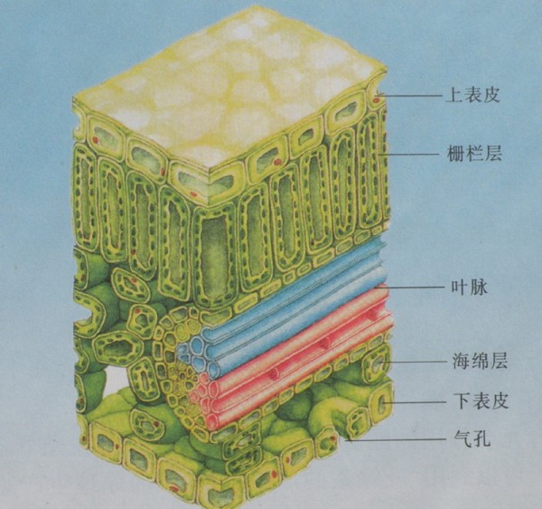 的叶肉结构一般分成两层:上面比较光滑,由密实的栅栏组织细胞所构成