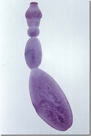 绦虫在显微镜下的图片图片